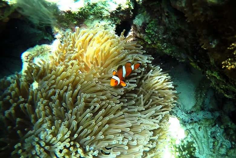 Pez payaso en las islas Phi Phi