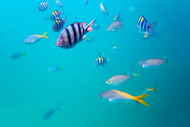Discovering underwater life around Mu Ko Chang