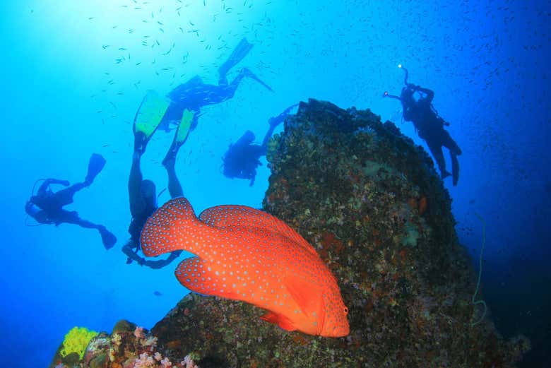 Don't miss out on diving while you're in Koh Chang