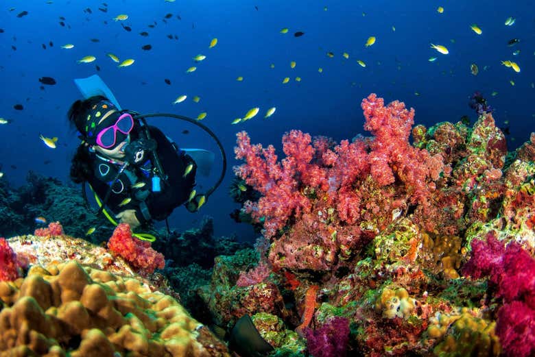 Marvel at the stunning coral reefs