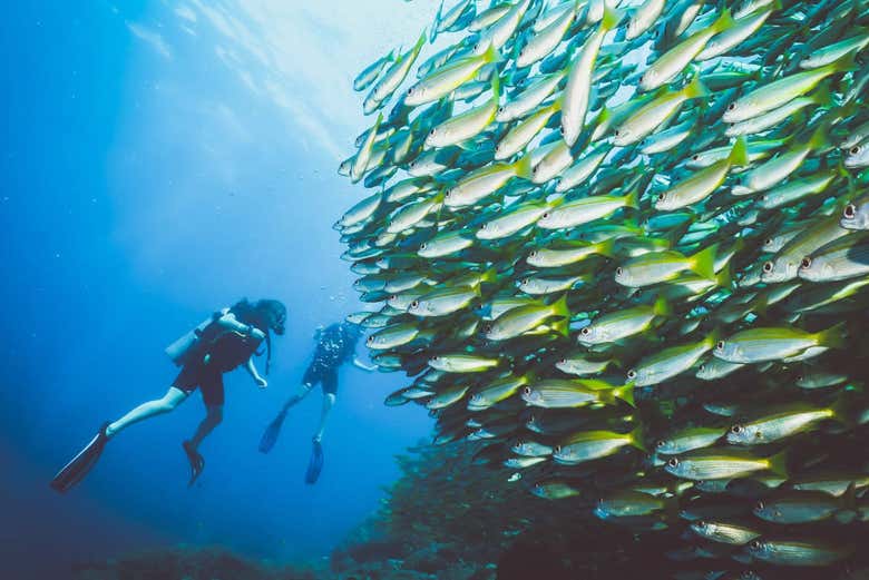 Tons of sea life