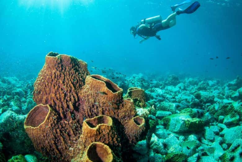 Discover the underwater world of Koh Rang