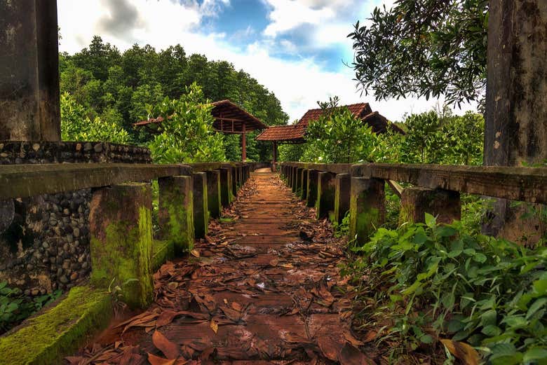 Discovering the mangroves of Salak Kok