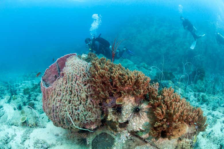 Buceo en Koh Chang