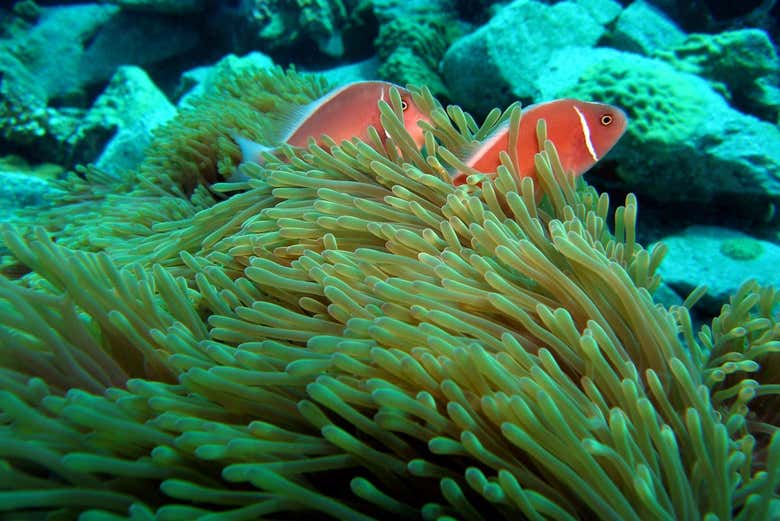 Tropical marine life in Ko Chang
