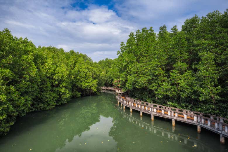 Mangroves of Salak Kok