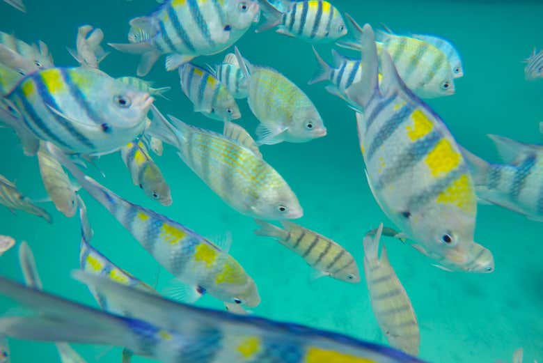Fish on Koh Chang