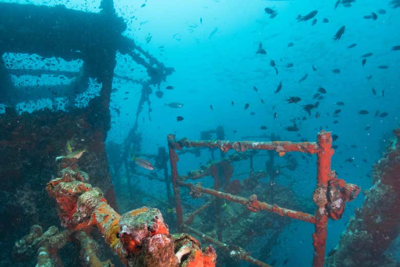 Fish by the shipwreck