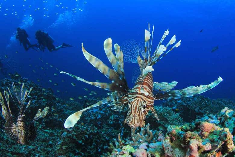 See stunning fish like the Lionfish