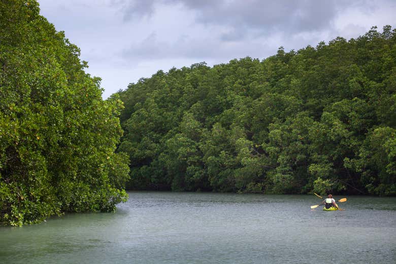 Kayaking in the mangroves
