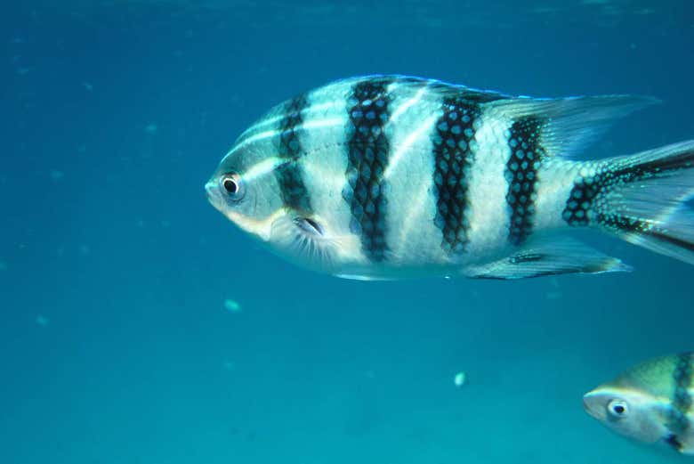 Marine life around Koh Kut