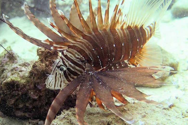 Fauna marina di Koh Kut