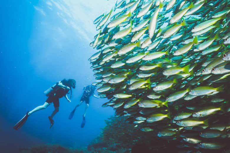 Buceando junto a un banco de peces