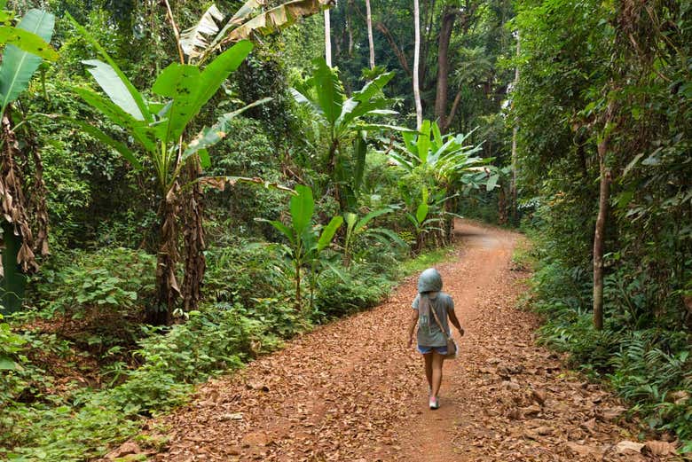 Camino hacia la cascada Klong Yakki
