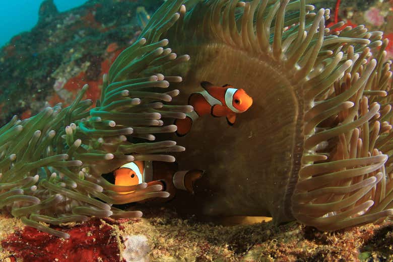 Peixes-palhaço
