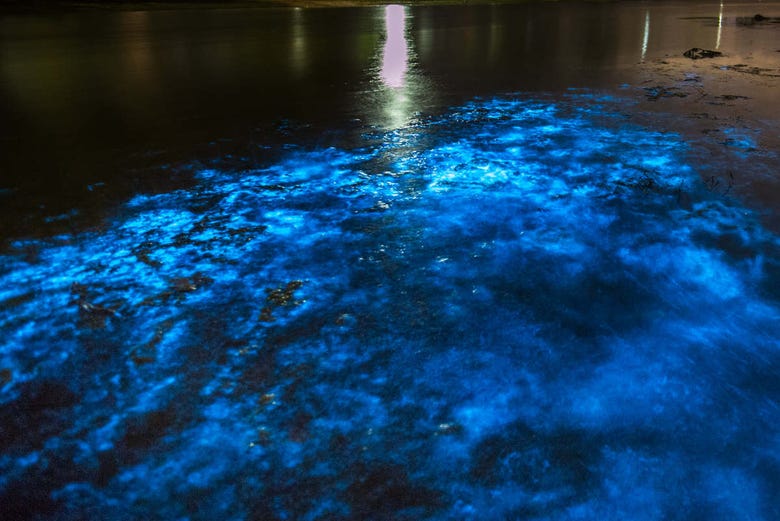 Baía bioluminescente de Maya Bay