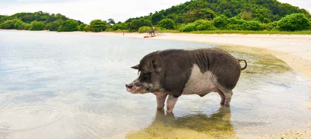 Excursión a la isla de los cerdos y Koh Teand