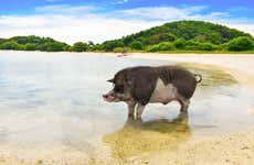 Excursion sur l'île aux cochons et à Koh Teand