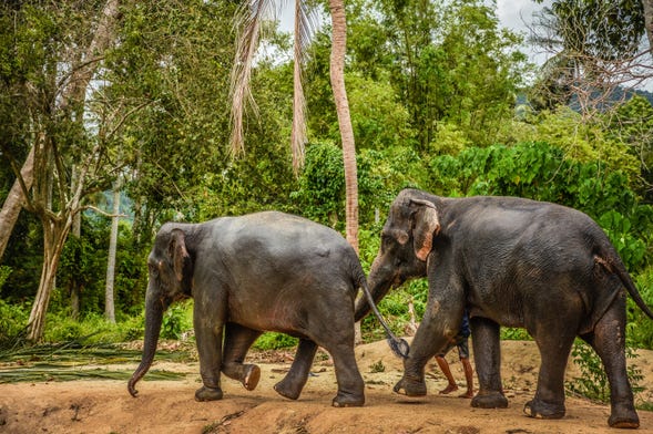 Excursión al santuario de elefantes de Samui
