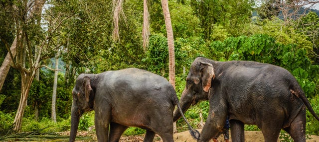 Escursione al santuario degli elefanti di Samui