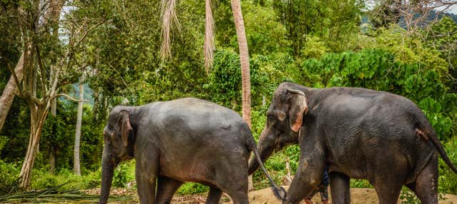Samui Elephant Jungle Sanctuary Trip