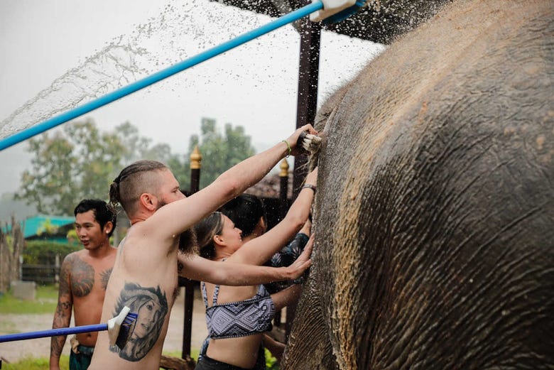 Dando banho nos elefantes do santuário