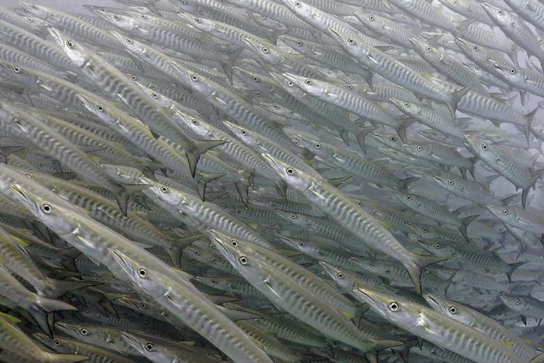 Cardume de barracudas