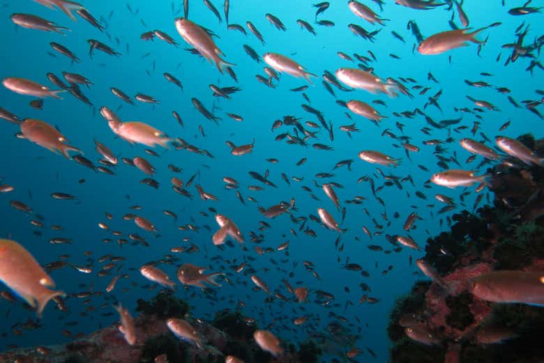 Banco de peces