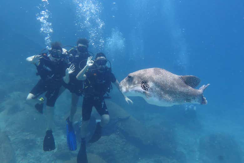 Descubre la fauna marina de Koh Tao