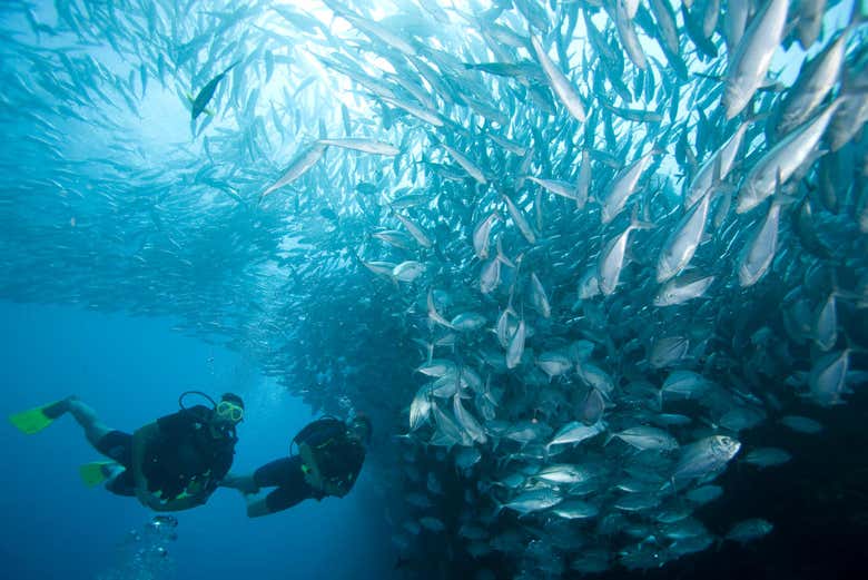 Mergulhando ao lado de um enorme cardume de peixes