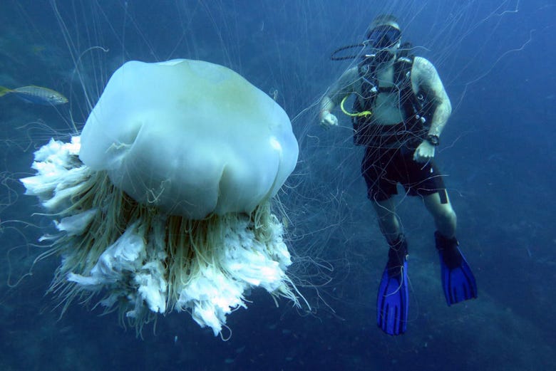 Méduse géante 