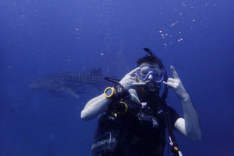 Buceo profundo con un tiburón ballena