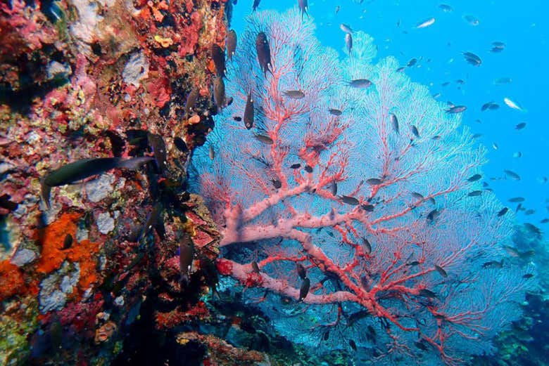 Fondo marino de Koh Tao