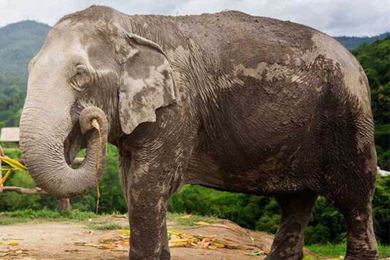 Elefante tailandés sin colmillos