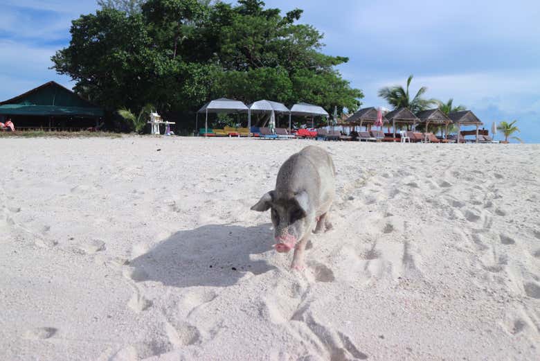 Koh Madsum, popularmente conocida como la isla de los cerdos
