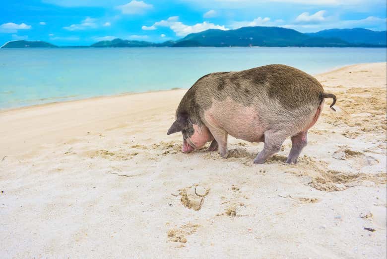 Un cerdo salvaje en la playa