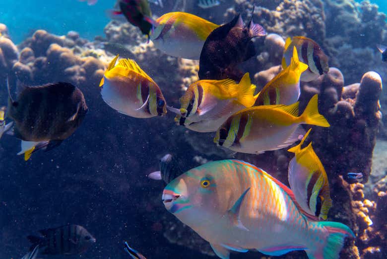 Peces en Koh Tao