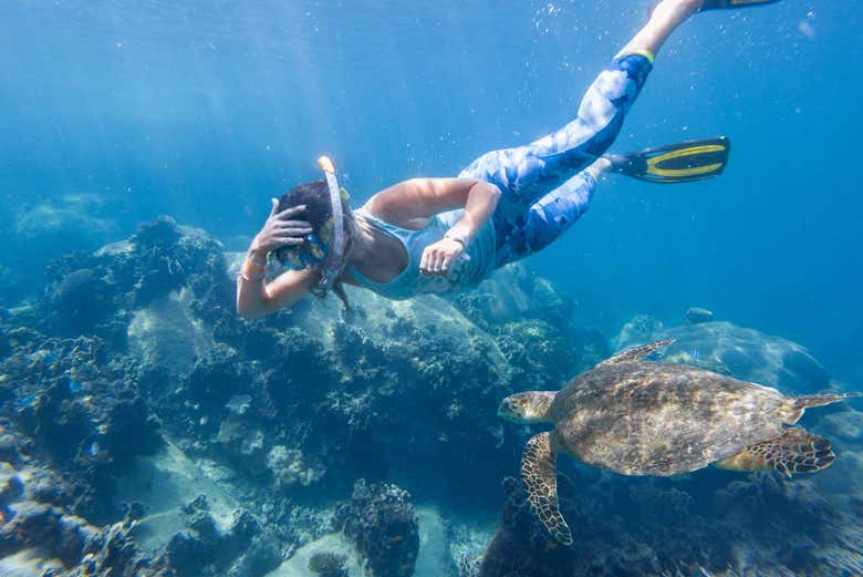 Practica snorkel junto a tortugas marinas