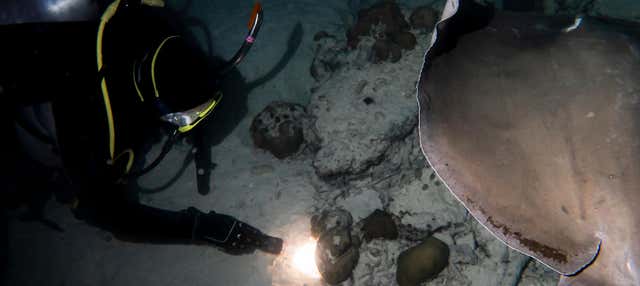 Buceo nocturno en Koh Tao