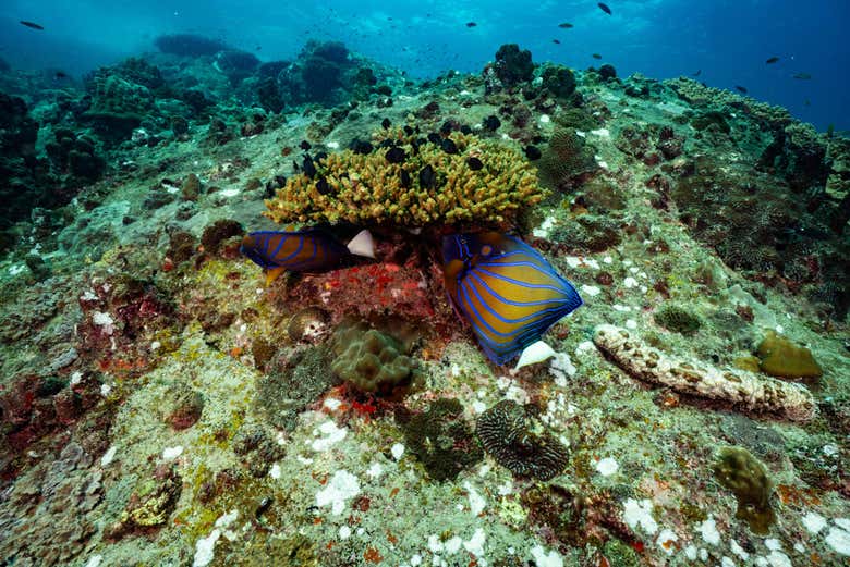 Poisson-ange