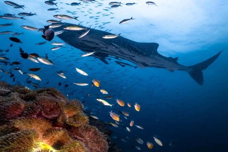 Tiburón ballena