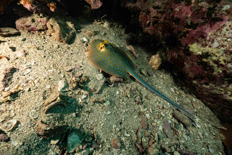 Mantarraia com pontos azuis