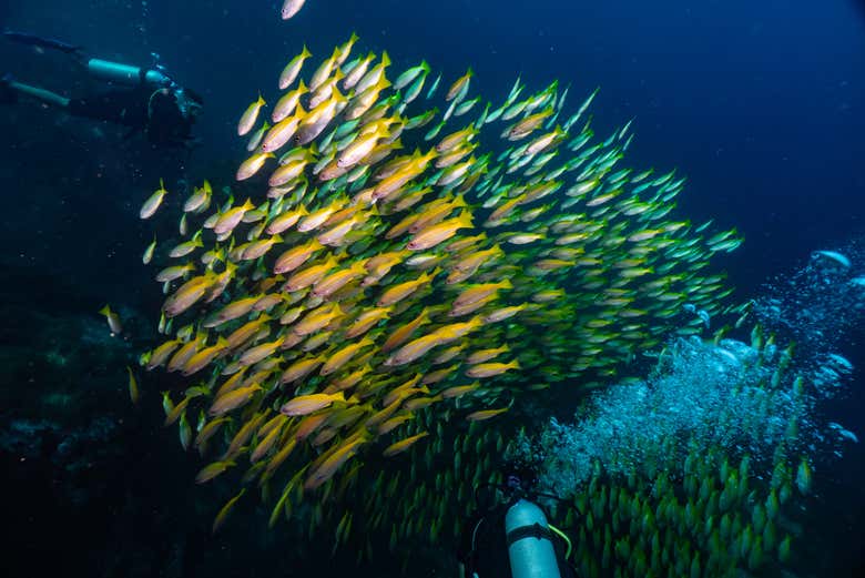 Um cardume de peixes