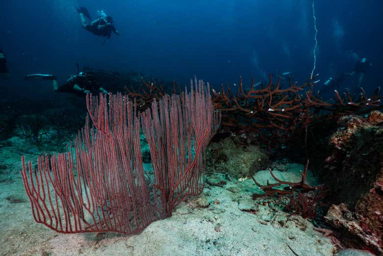 Coral