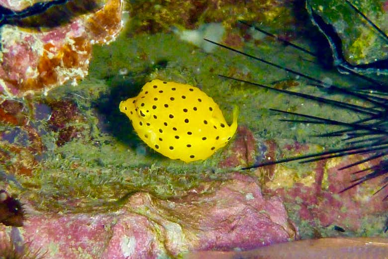 Pez en Koh Tao