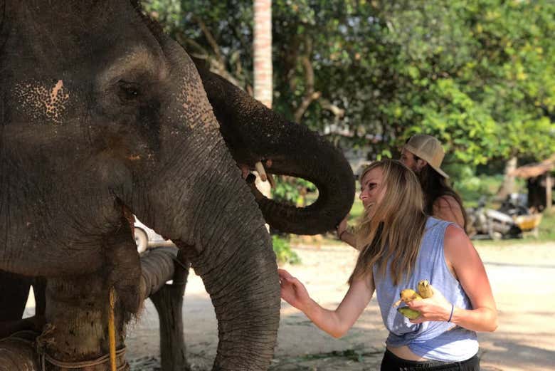 Échange avec les éléphants
