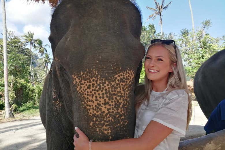 Interaction avec les éléphants