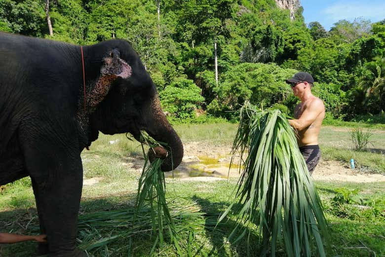Sanctuaire des éléphants d'Ao Nang 