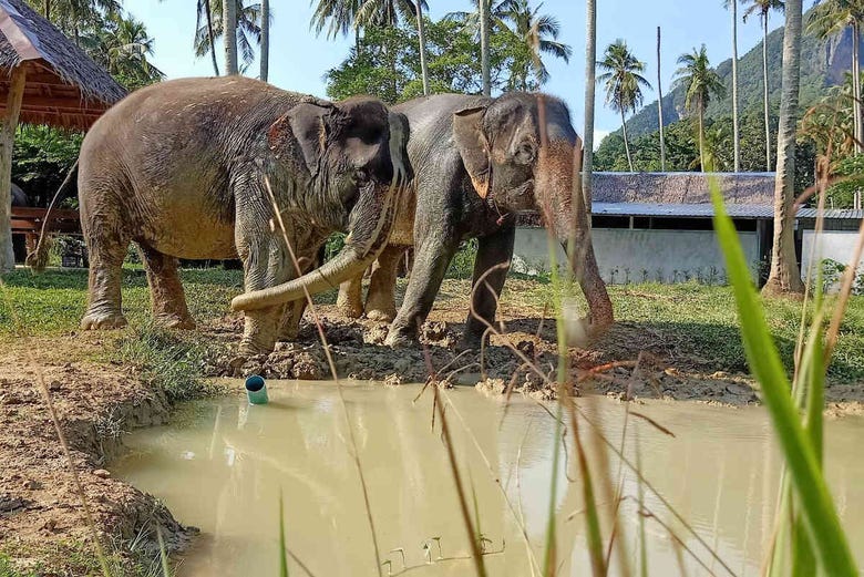 Elefantes preparados para una ducha en el lodo 