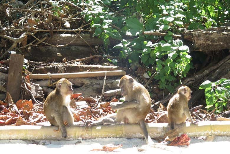 Monkeys in Phang Nga Bay
